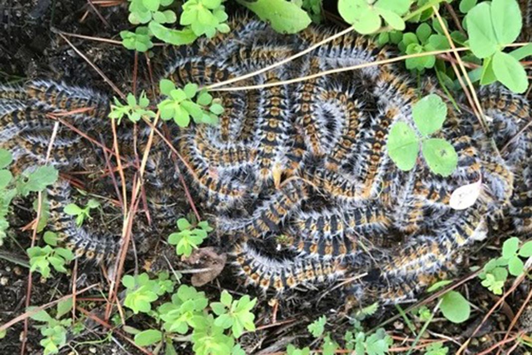 Marinha quer aves insetívoras para combater lagarta do pinheiro