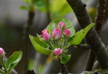 Cientistas descobrem nova forma de ajudar as plantas a combater doenças