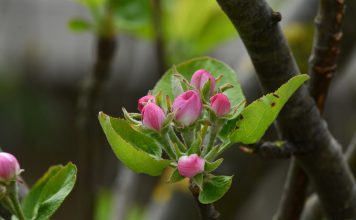 Cientistas descobrem nova forma de ajudar as plantas a combater doenças