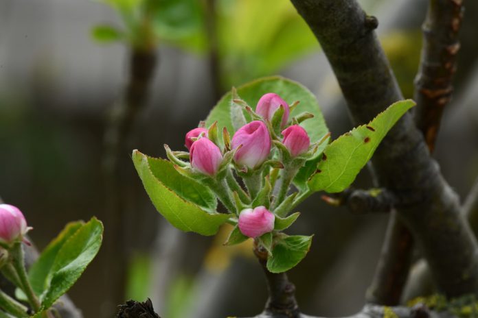 Cientistas descobrem nova forma de ajudar as plantas a combater doenças