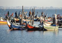 Eurodeputados querem revisão da Política Comum das Pescas para melhorar o setor Eurodeputados querem revisão da Política Comum das Pescas para melhorar o setor