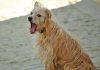 Golpe de calor nos animais de companhia é um risco grave – saber identificar os sinais é essencial Golpe de calor nos animais de companhia é um risco grave – saber identificar os sinais é essencial