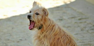 Golpe de calor nos animais de companhia é um risco grave – saber identificar os sinais é essencial Golpe de calor nos animais de companhia é um risco grave – saber identificar os sinais é essencial