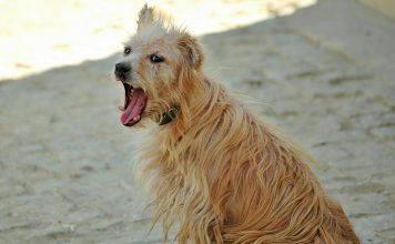 Golpe de calor nos animais de companhia é um risco grave – saber identificar os sinais é essencial Golpe de calor nos animais de companhia é um risco grave – saber identificar os sinais é essencial