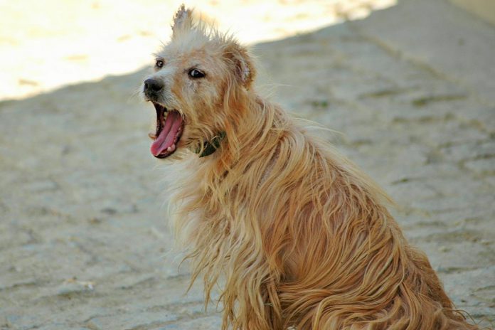 Estudo identifica doenças e impacto dos cães de rua