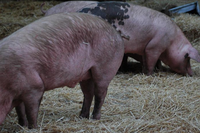 Coronavírus em animais de produção