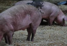 Ucrânia: excesso de cereais aumenta produção de suínos