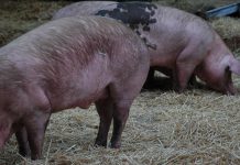 Leite e carne de suíno da UE beneficiam com acordos internacionais