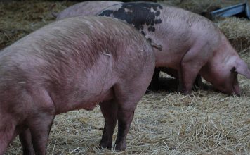 Antibióticos na produção suína podem vir a ser substituídos por extrato de erva Houttuynia cordata Antibióticos na produção suína podem vir a ser substituídos por extrato de erva Houttuynia cordata