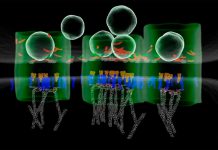 Novas técnicas de imagem mostram transmissão neuronal