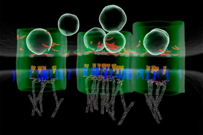 Novas técnicas de imagem mostram transmissão neuronal