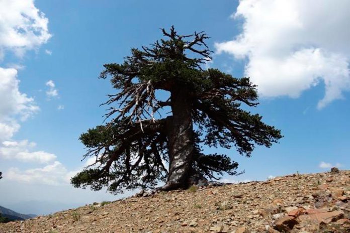 Árvore mais antiga a viver na Europa tem 1075 anos