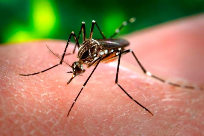 UE investe 45M€ em investigação para combater à doença Zika