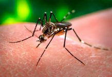 Clone do vírus Zika pode levar a uma vacina