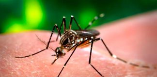 Clone do vírus Zika pode levar a uma vacina