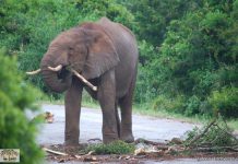 União Europeia tenta na CITES CoP17 salvar espécies em risco