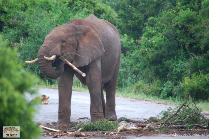 União Europeia tenta na CITES CoP17 salvar espécies em risco