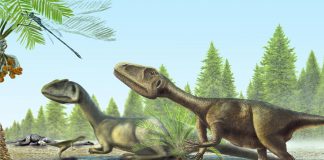 Pequeno dinossauro carnívoro descoberto perto de Torres Vedras