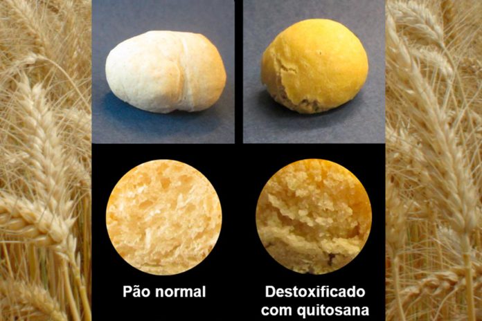 Trigo de melhoramento genético possui menos glúten