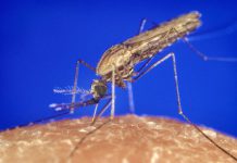 Cientista abre novo capítulo no estudo de mosquitos da malária