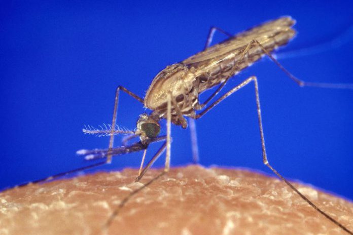 Cientista abre novo capítulo no estudo de mosquitos da malária