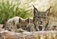 Genoma do lince ibérico sequenciado por cientistas espanhóis