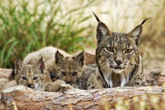 Genoma do lince ibérico sequenciado por cientistas espanhóis