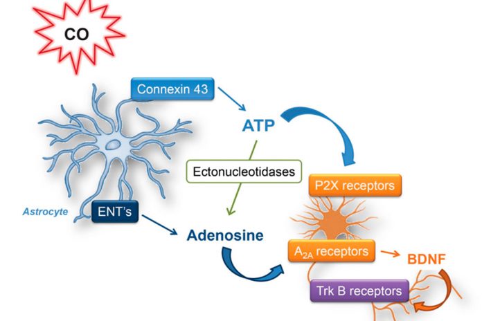 Monóxido de carbono auxilia os astrócitos a proteger os neurónios