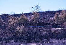 Incêndios já consumiram mais de 103 mil hectares