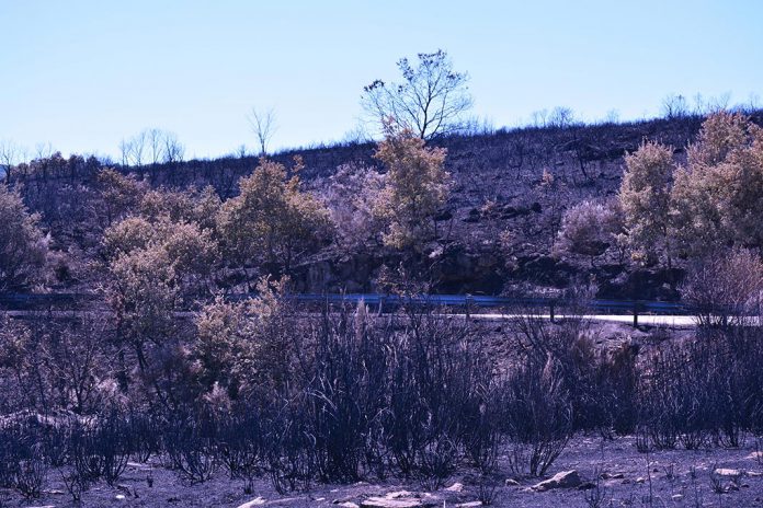 Incêndios já consumiram mais de 103 mil hectares