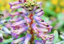 Lachenalia