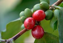 Açores vai experimentar culturas de novas variedades de Café