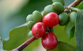 Açores vai experimentar culturas de novas variedades de Café