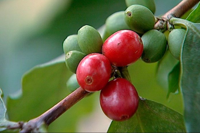 Açores vai experimentar culturas de novas variedades de Café