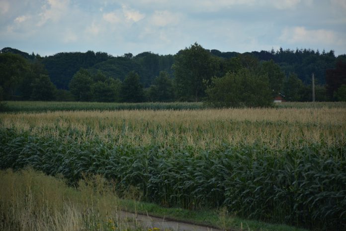 Brexit leva a novas políticas agrícolas no Reino Unido