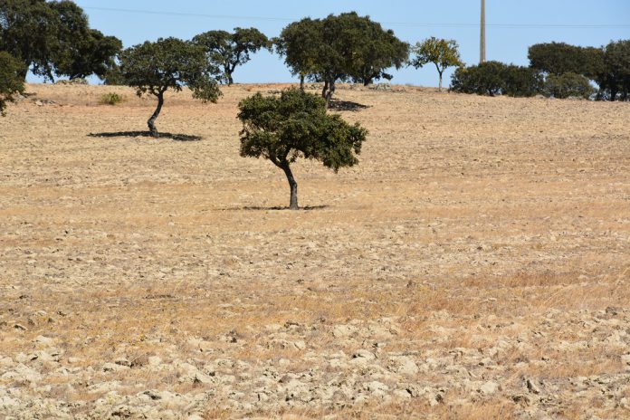 Ano de 2017 foi extremamente quente e seco em Portugal
