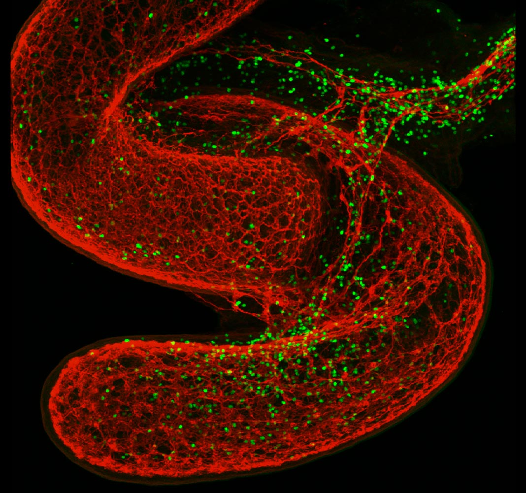 Os linfócitos inatos (a verde) rodeiam o intestino (a vermelho). 