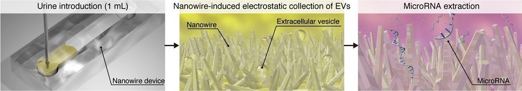 Esquema da extração de microRNA usando nanofios. Após a introdução de uma amostra de urina no dispositivo (esquerda), as vesículas extracelulares são capturadas por um substrato de nanofixo através de forças eletrostáticas (meio). Os MicroRNAs podem então ser extraídos diretamente do substrato (direito).