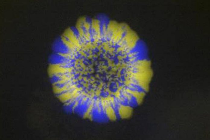 Bactérias E.coli com diferentes resistências a antibióticos (em amarelo e azul) a evoluírem.