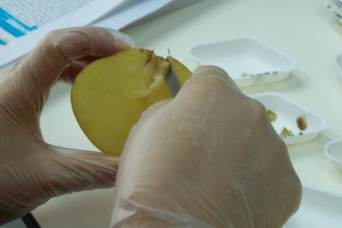 Destacamento do tecido macerado numa batata infetada com Pectobacterium wasabiae Destacamento do tecido macerado numa batata infetada com Pectobacterium wasabiae