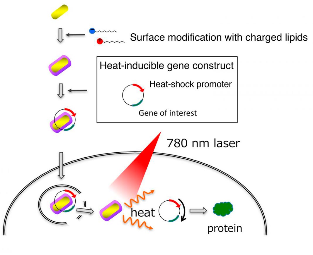 Esta é a entrega e ativação de genes por nanobastões de ouro. Os nanobastões de ouro revestidos com lipídios ligam-se eficientemente ao ADN e penetram nas células. A equipa de cientistas desenvolveu um gene artificial que é ativado pelo calor gerado pelos nanobastões de ouro após a exposição à iluminação de luz próximo do infravermelho.