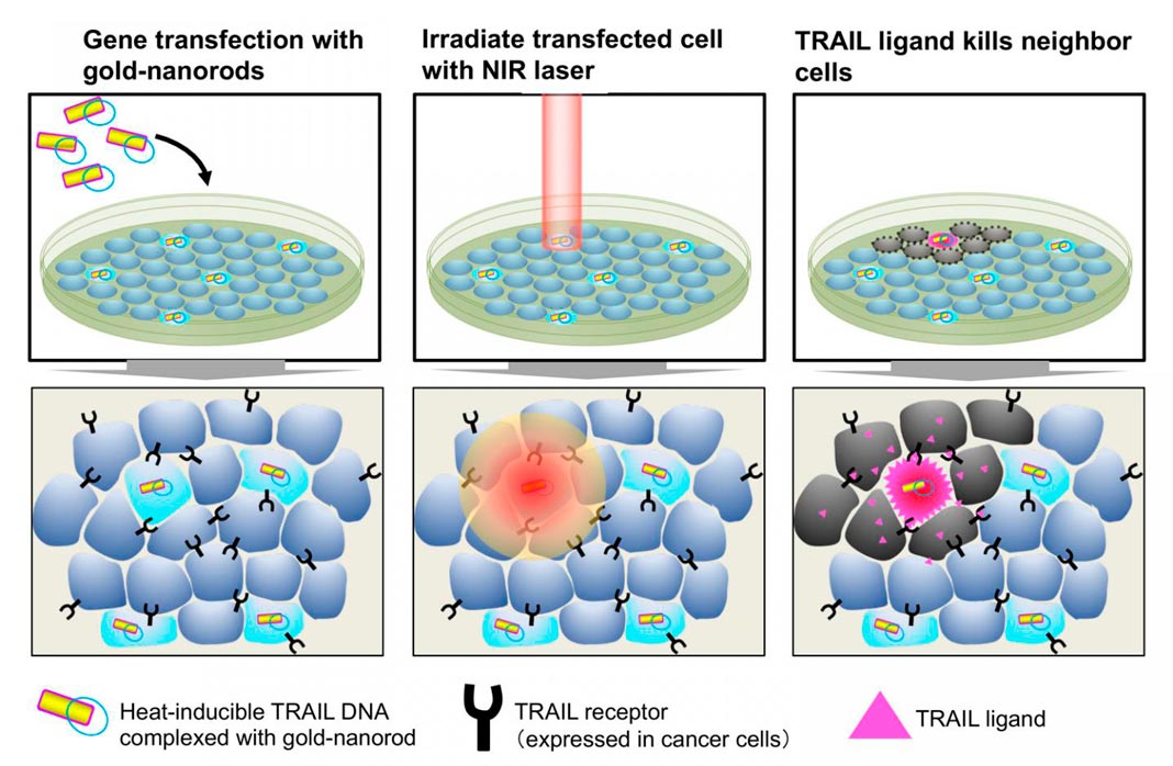 Os nanobastões de ouro que transportam o gene TRAIL induzível pelo calor são transfectados para células cancerígenas. As células cancerígenas expressam recetores TRAIL enquanto as células normais não. A iluminação por um laser próximo do infravermelho aquece nanobastões de ouro e induz a expressão TRAIL em células transfectadas. TRAIL, em seguida, mata as células cancerígenas circundantes.