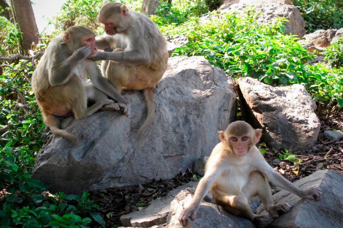 Macacos Rhesus