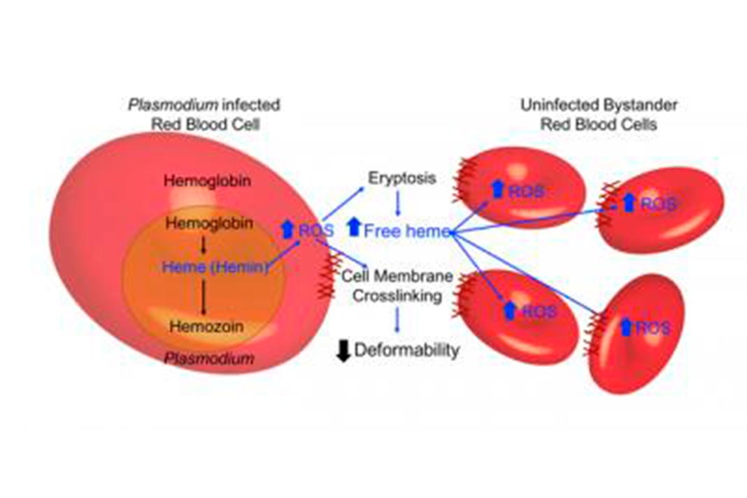 Os glóbulos vermelhos tornam-se menos deformáveis à medida que sofrem stress oxidativo induzido por heme causado por parasitas da malária