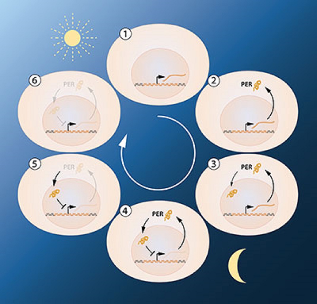 Figura 2A, Ilustração: © Comité Nobel da Medicina. Ilustrador: Mattias Karlén