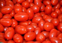 Estudos mostram potenciais estratégias para melhoramento de precisão do tomate Estudos mostram potenciais estratégias para melhoramento de precisão do tomate