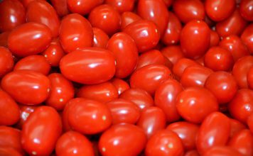Estudos mostram potenciais estratégias para melhoramento de precisão do tomate Estudos mostram potenciais estratégias para melhoramento de precisão do tomate