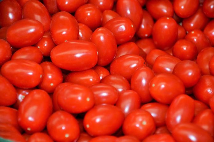 Estudos mostram potenciais estratégias para melhoramento de precisão do tomate Estudos mostram potenciais estratégias para melhoramento de precisão do tomate
