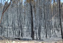 Incêndios destroem pinhal