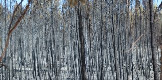 Incêndios destroem pinhal